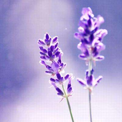 开云体云appapp下载